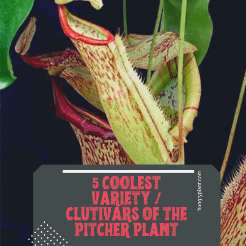 Pitcher Plant: 5 Coolest Variety/Cultivars