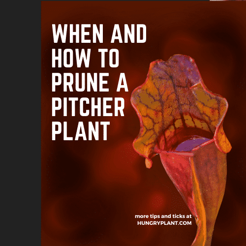 When and How to Cut Back My Pitcher Plant