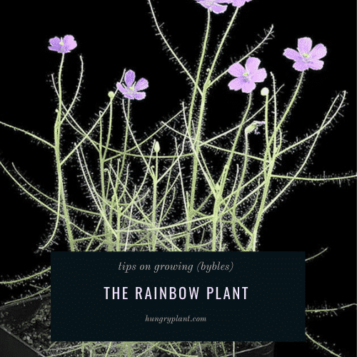 7 Great Tips for Growing Rainbow Plants (Byblis)