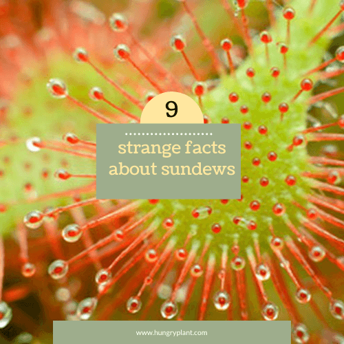 Strange Facts About The Sundews