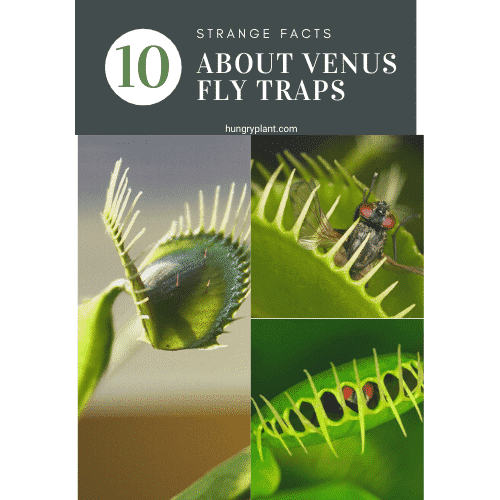 10 Strange Facts About The Venus Flytrap