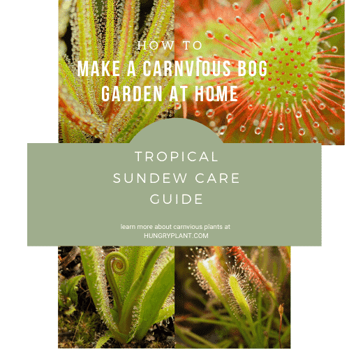Tropical Sundew Care Guide