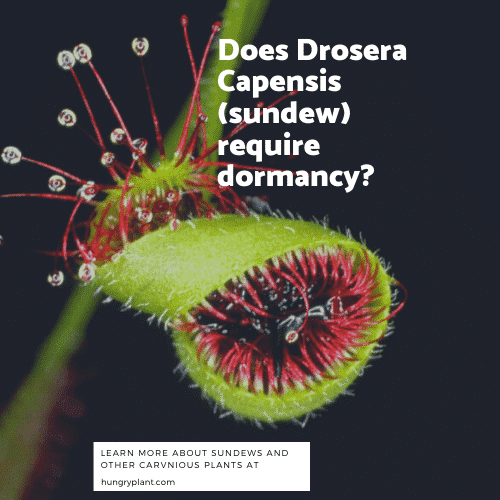 Does the Sundew Require Dormancy
