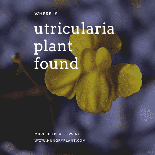 Where Is the Bladderwort Plant Found