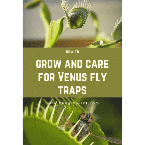 How to Grow and Care and Venus Flytraps