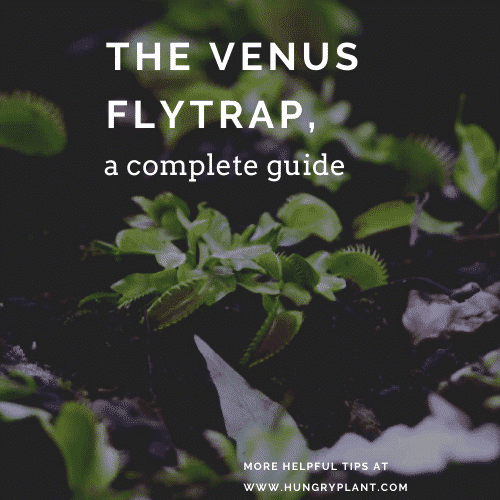 The Venus Flytrap: A Complete Guide