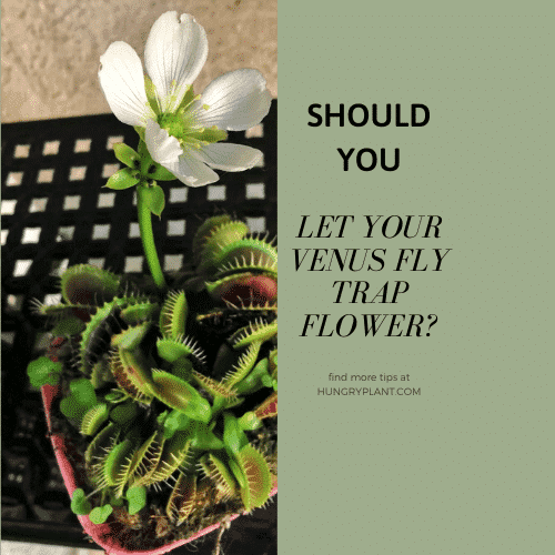 Should You Let the Venus Flytrap Flower
