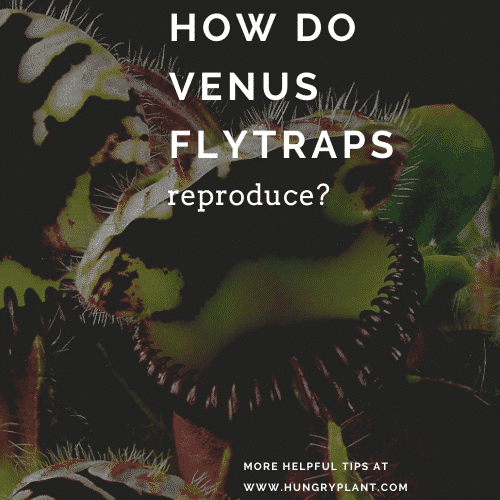 How Do Venus Flytraps Reproduce