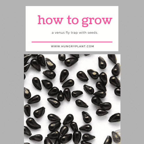 How To Grow Venus Flуtrарѕ From Seeds