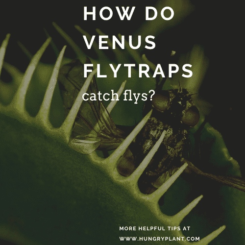How do Venus flytraps catch flies