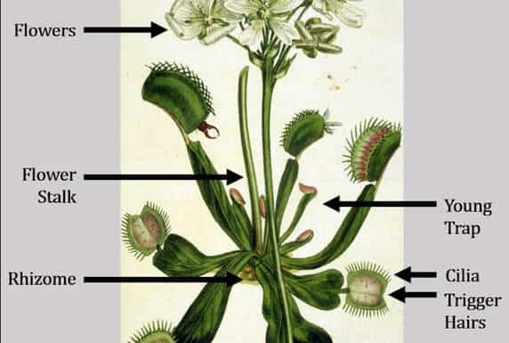 Anatomy of Venus Flytrap as a Flower