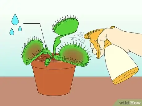 how to Care for Venus Fly Trap