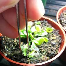 Care for the Venus Fly Trap