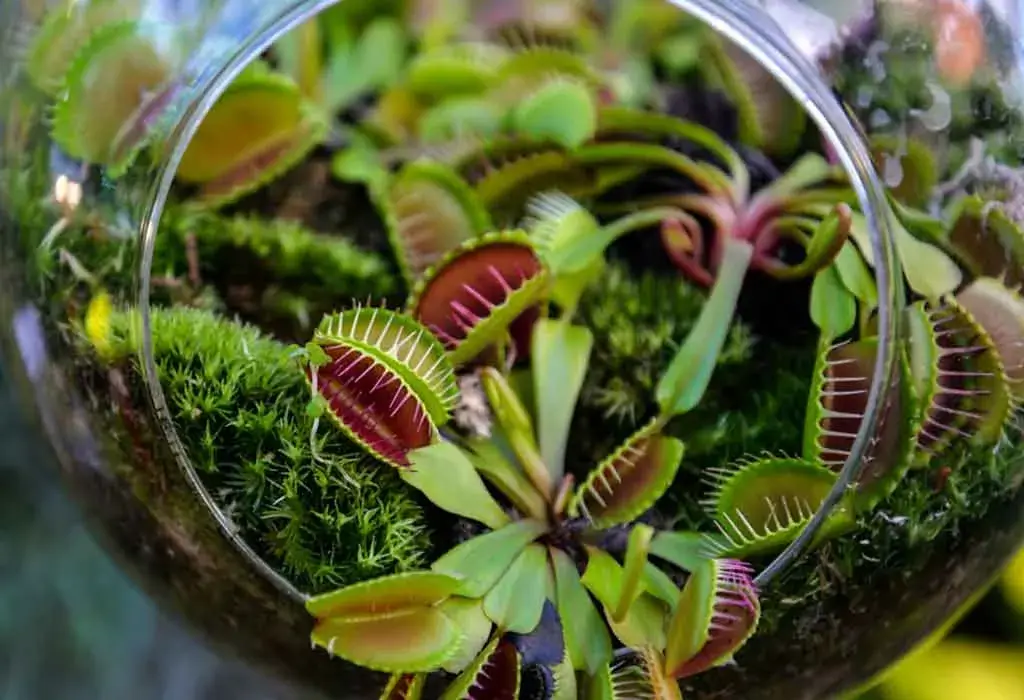 How do I care for my tiny indoor seedling Venus flytrap