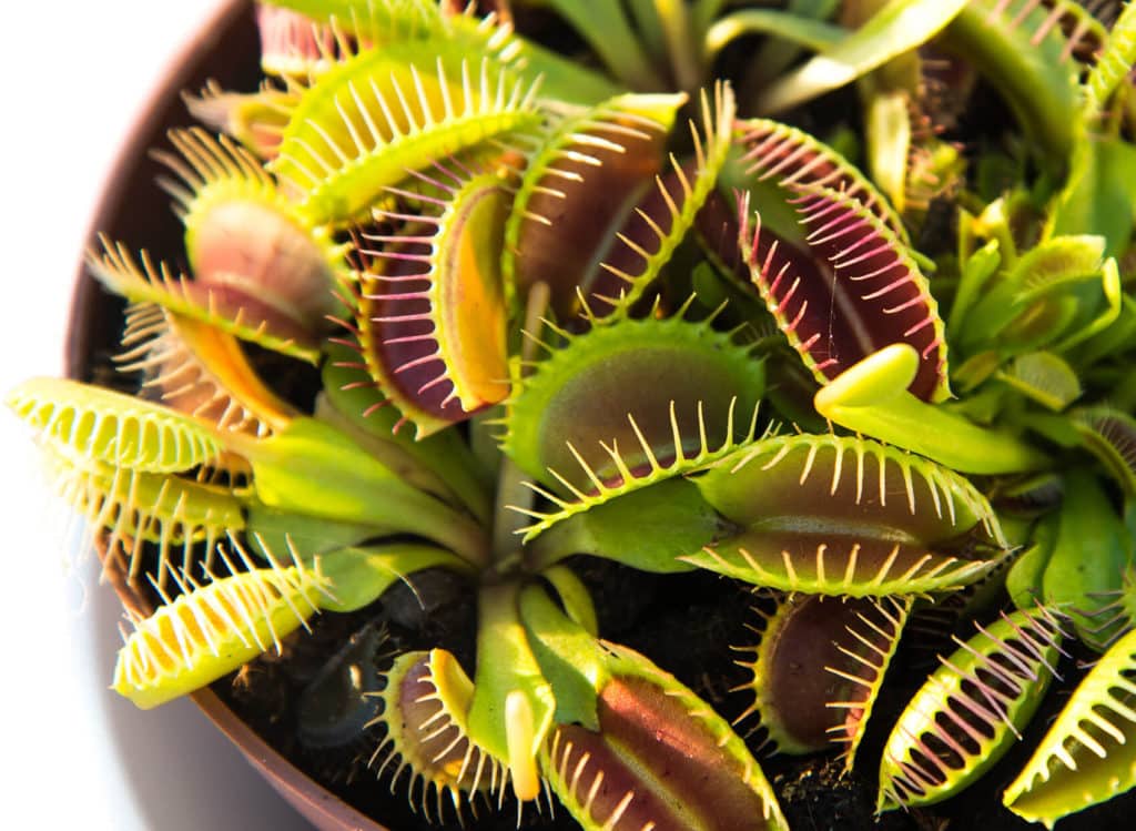 How to Sell Venus Flytrap