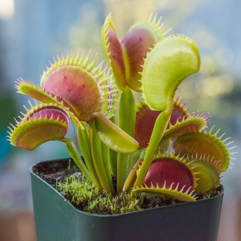 How to Sell Venus Flytraps