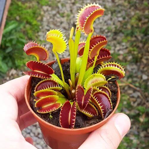 How to Sell a Venus Flytraps