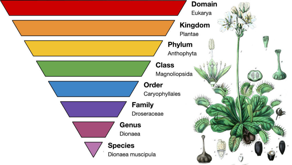 Scientific classification or taxonomy of Venus Flytrap as a Flower