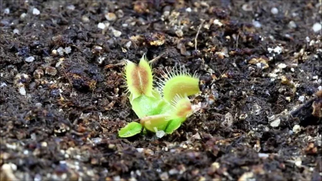 Soil Type and Ratio​ for Venus Flytraps