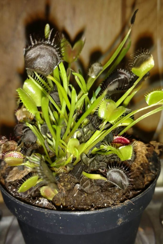 What type of artificial lighting can I use to grow my Venus Flytrap indoors?  