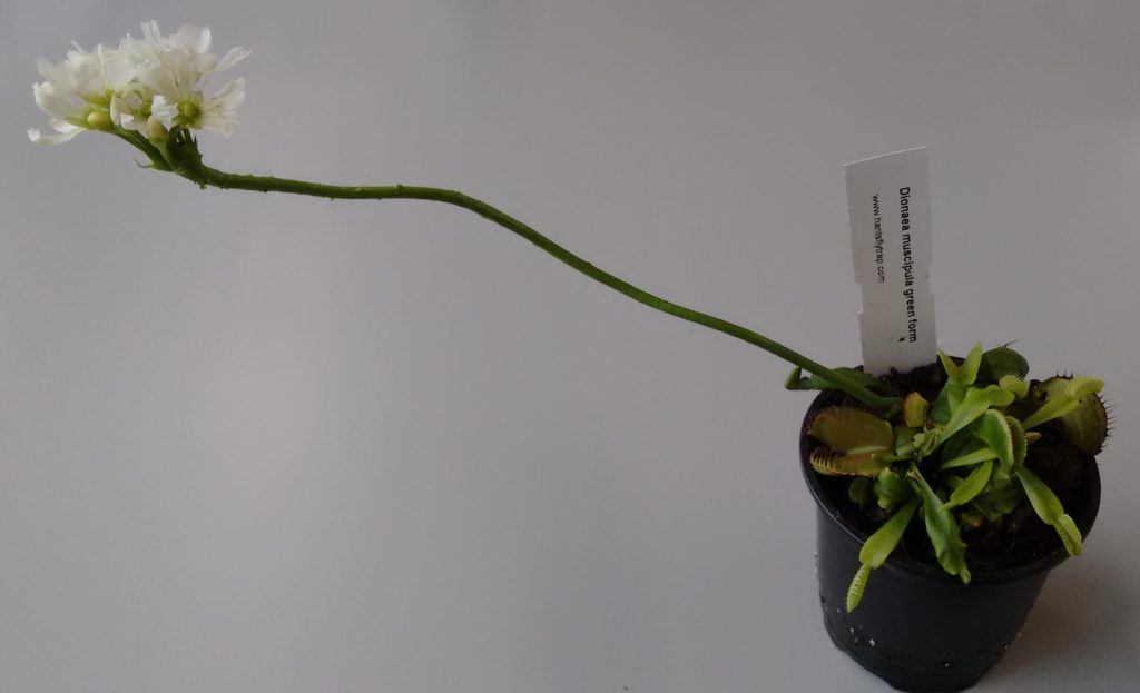 Why venus flytrap is flower