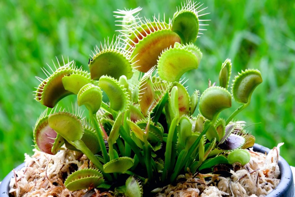 care for my tiny seedling Venus flytrap