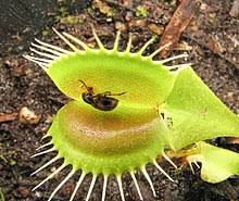 how does the Venus flytrap digest flies​