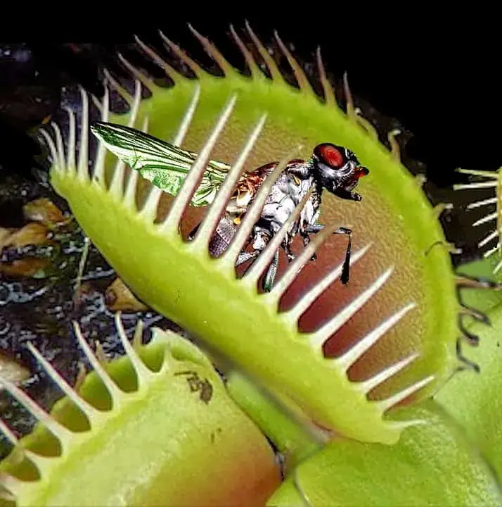Venus flytrap digest flies​
