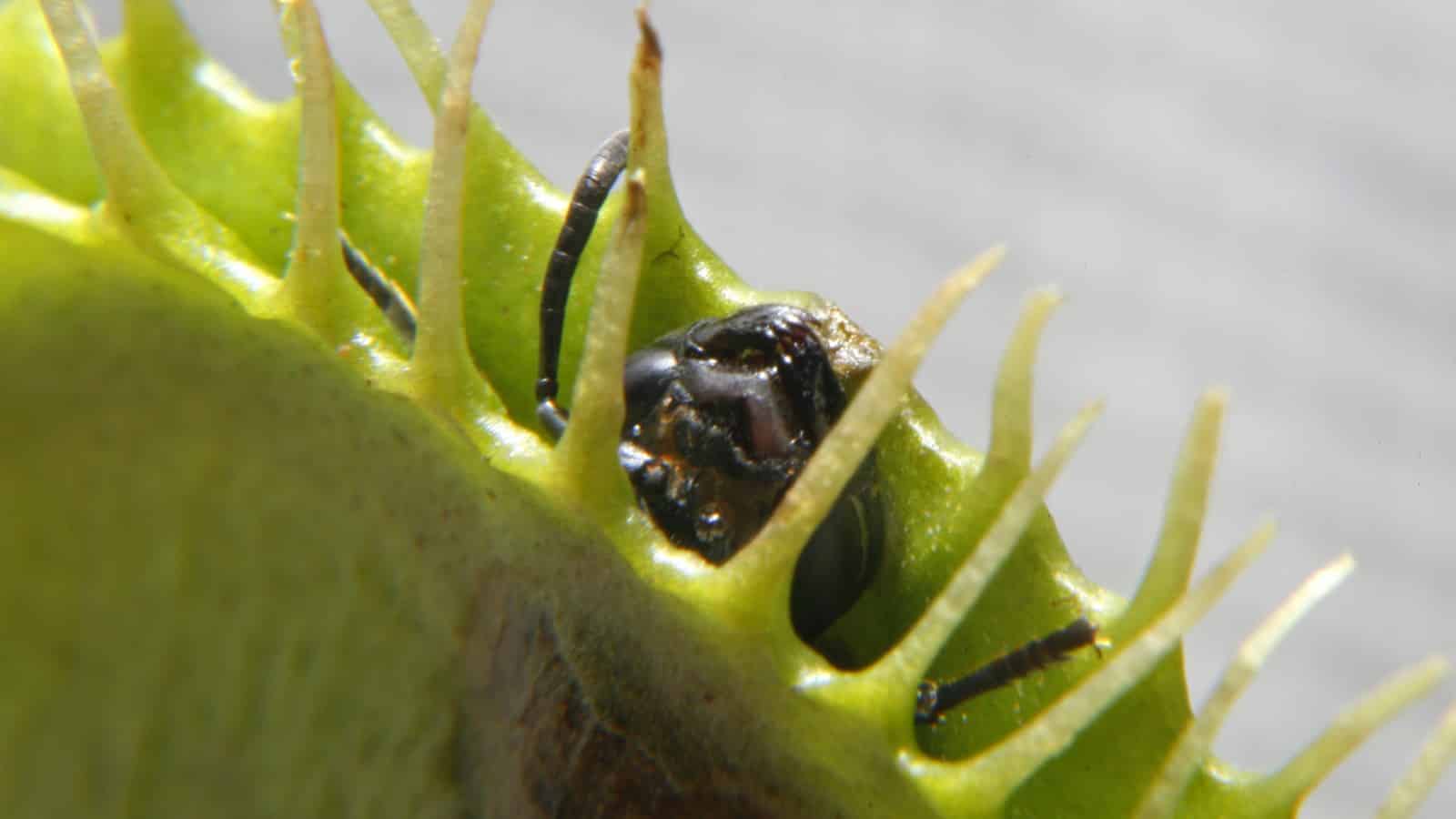 How do I get dead bug skeletons out of my Venus flytrap - hungryplant.com