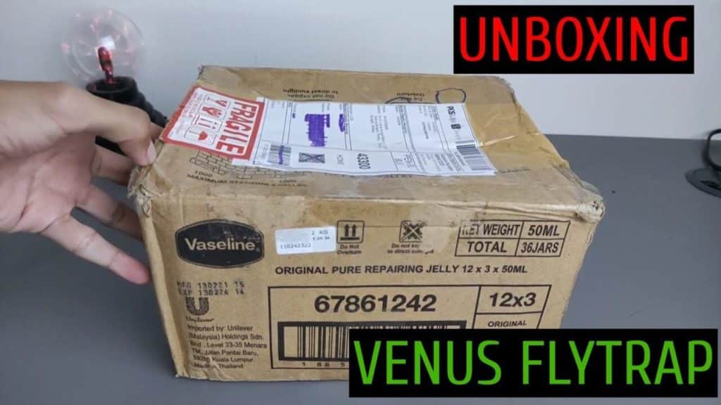 unboxing Venus Flytrap Delivery