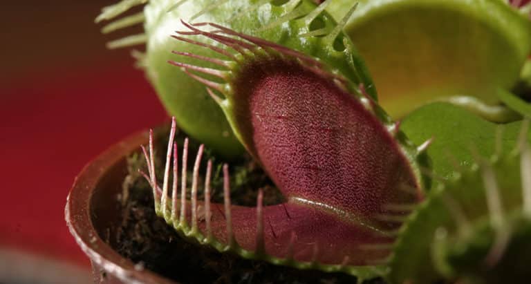 buy venus flytraps