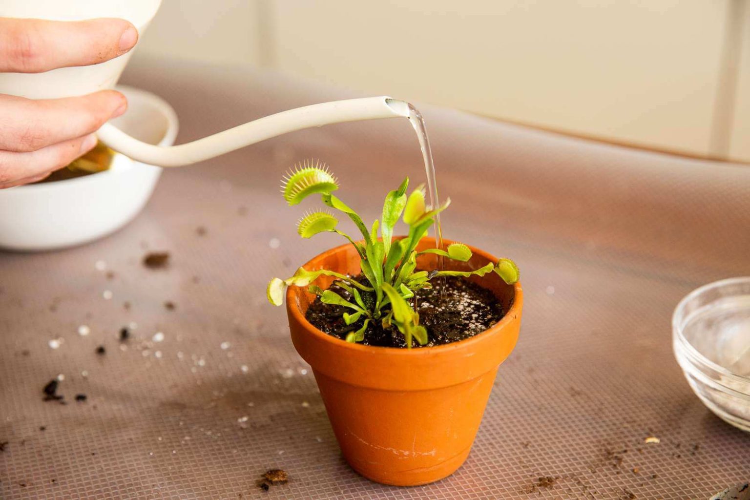 Venus Flytrap Temperature and Humidity Requirements - hungryplant.com
