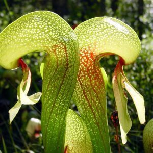 Cobra Lily facts (1)