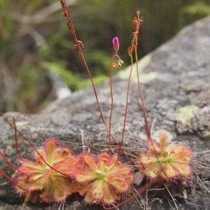 Drosera burmannii Most Popular Carnivorous Plants Found In Asia​