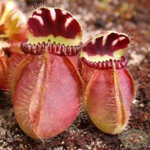Moccasin Plant (Cephalotus) (1)