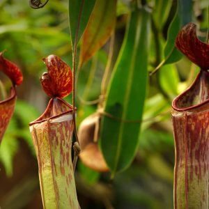 Tropical Pitcher Plant(Genus Nepenthes) (1)