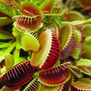 Venus Flytrap (Dionaea Muscipula) Carnivorous Plants Found In North