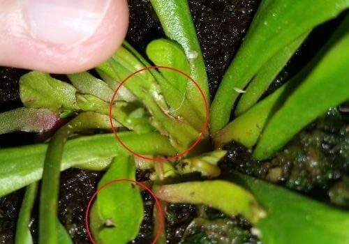 Venus Flytrap Plant Pests (1)