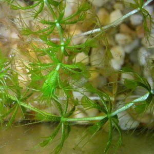 Waterwheel Plant (Aldrovanda vesiculosa) (1)